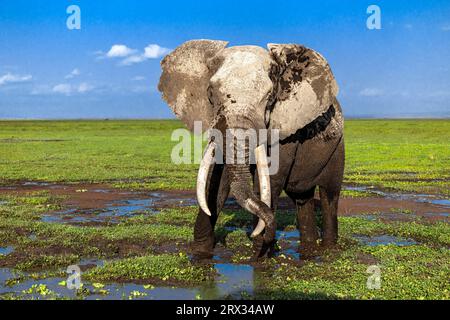 Super Tusker Paulo in Amboseli mit Kilimandscharo im Hintergrund Stockfoto