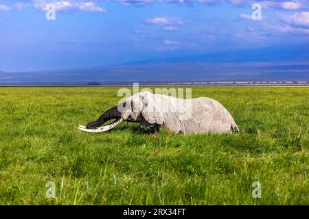 Super Tusker Paulo in Amboseli mit Kilimandscharo im Hintergrund Stockfoto