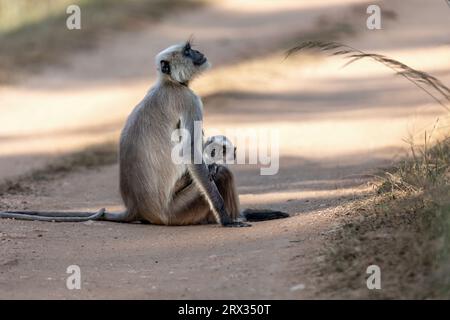 Gray Langur, Mutter und Baby Stockfoto