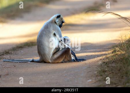 Gray Langur, Mutter und Baby Stockfoto