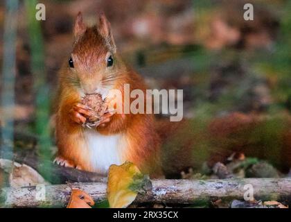 Dülmen, Münsterland, Deutschland. September 2023. Ein süßes Eurasisches Rotes Eichhörnchen (Sciurus vulgaris) knabbert in dichten, herbstlichen Wäldern im Münsterland an Buchennüssen. Das Rotes Eichhörnchen ist in ganz Europa aufgrund des Verlustes an Lebensräumen und invasiven Arten wie dem Grauen Eichhörnchen zahlenmäßig zurückgegangen. Quelle: Imageplotter/Alamy Live News Stockfoto