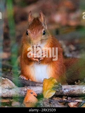 Dülmen, Münsterland, Deutschland. September 2023. Ein süßes Eurasisches Rotes Eichhörnchen (Sciurus vulgaris) knabbert in dichten, herbstlichen Wäldern im Münsterland an Buchennüssen. Das Rotes Eichhörnchen ist in ganz Europa aufgrund des Verlustes an Lebensräumen und invasiven Arten wie dem Grauen Eichhörnchen zahlenmäßig zurückgegangen. Quelle: Imageplotter/Alamy Live News Stockfoto