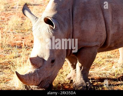 White Rhino, Bagatelle Kalahari Game Ranch, Namibia, Afrika Stockfoto