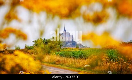 Panoramablick auf die berühmte Abtei von Le Mont Saint-Michel Normandie Frankreich, eingerahmt von gelben Blumen bei Ebbe Stockfoto