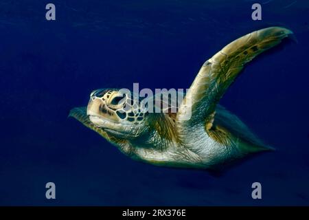 Grüne Schildkröte schwimmt im Blau der Mayotte Lagune, Mayotte, Indischer Ozean, Afrika Stockfoto