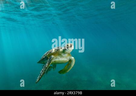 Grüne Schildkröte schwimmt in der Lagune von Mayotte, Indischer Ozean, Afrika Stockfoto