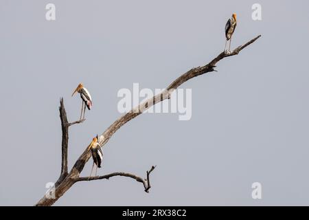 Painted Stork (Mycteria leucocephala), Bandhavgarh National Park, Madhya Pradesh, Indien, Asien Stockfoto