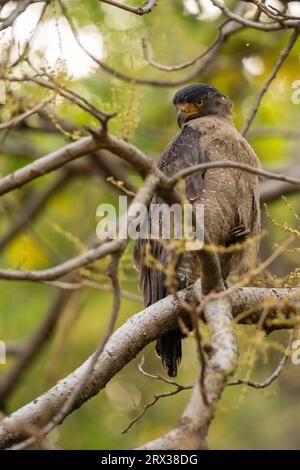 Schlangenadler (Spilornis cheela), Bandhavgarh Nationalpark, Madhya Pradesh, Indien, Asien Stockfoto