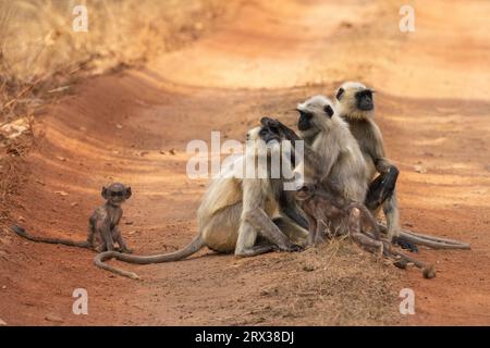 Common Langur (Semnopithecus Entellus), Bandhavgarh National Park, Madhya Pradesh, Indien, Asien Stockfoto