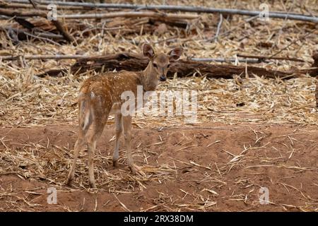 Axis Deer (Cervus-Achse), Bandhavgarh-Nationalpark, Madhya Pradesh, Indien, Asien Stockfoto