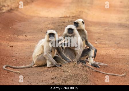 Common Langur (Semnopithecus Entellus), Bandhavgarh National Park, Madhya Pradesh, Indien, Asien Stockfoto