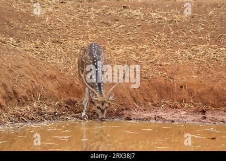 Axis Deer (Cervus-Achse), Bandhavgarh-Nationalpark, Madhya Pradesh, Indien, Asien Stockfoto