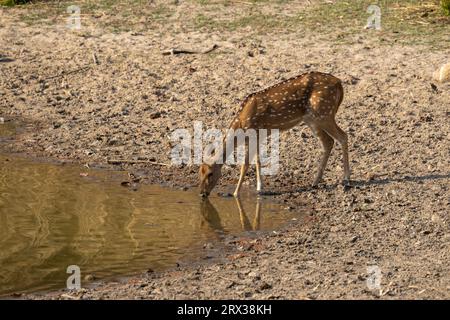 Axis Deer (Cervus-Achse), Bandhavgarh-Nationalpark, Madhya Pradesh, Indien, Asien Stockfoto