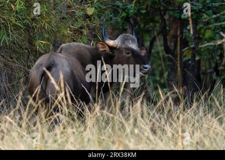 Indisches Gär (Bos gaurus), Bandhavgarh-Nationalpark, Madhya Pradesh, Indien, Asien Stockfoto