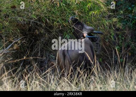 Indisches Gär (Bos gaurus), Bandhavgarh-Nationalpark, Madhya Pradesh, Indien, Asien Stockfoto