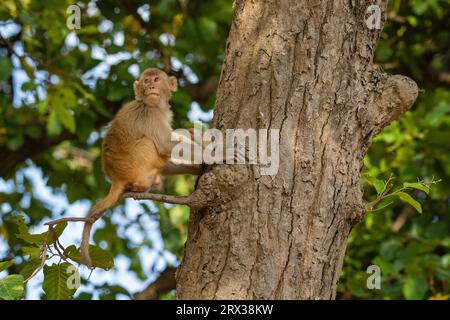 Rhesus macaque (Macaca mulatta), Bandhavgarh National Park, Madhya Pradesh, Indien, Asien Stockfoto