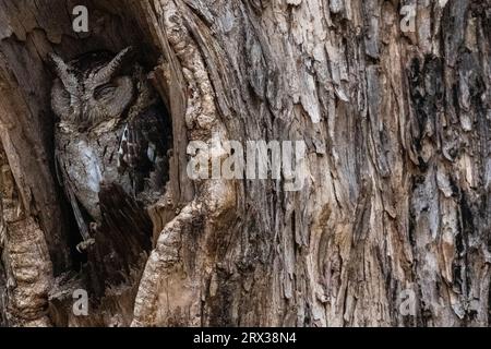 Indische Steinkauze (Otus bakkamoena), Bandhavgarh National Park, Madhya Pradesh, Indien, Asien Stockfoto