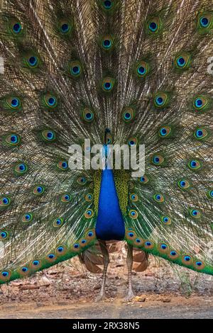 Indischer Pfau (Pavo cristatus) zeigt, Bandhavgarh National Park, Madhya Pradesh, Indien, Asien Stockfoto