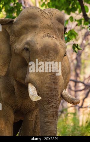 Indischer Elefant (Elephas maximus), Bandhavgarh National Park, Madhya Pradesh, Indien, Asien Stockfoto