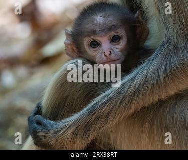 Common Langur (Semnopithecus Entellus), Bandhavgarh National Park, Madhya Pradesh, Indien, Asien Stockfoto