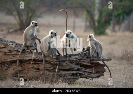 Common Langur (Semnopithecus Entellus), Bandhavgarh National Park, Madhya Pradesh, Indien, Asien Stockfoto