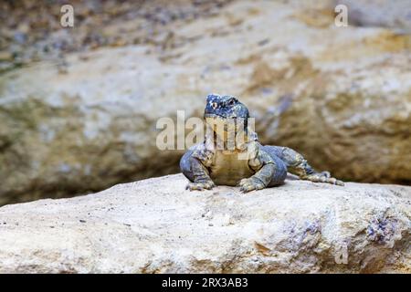 Ägyptische Stachelschwanz-Eidechse. Uromastyx aegyptia, ein Wüstenagama, das in Nordafrika und dem Nahen Osten endemisch ist. Eine gefährdete Art mit Populationen d Stockfoto