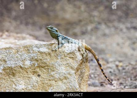 Eine mit Sternen versehene Agama-Echse, stellagama stellio, auf einem Felsen. Auch bekannt als das Rauhgespinst-Agama oder gemalter Drache. Stockfoto