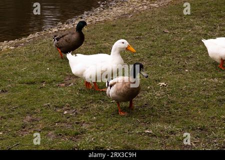 Enten außerhalb des Teichs Stockfoto