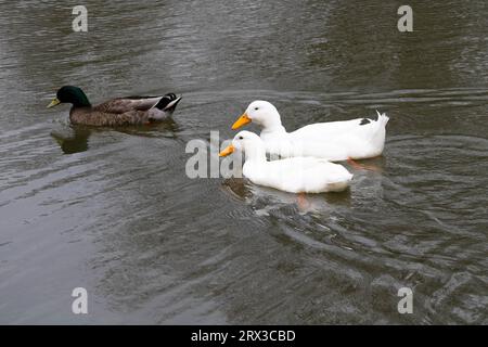 Drei Enten in einem Teich Stockfoto