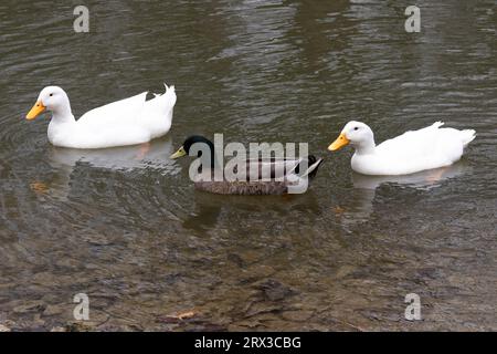 Drei Enten in einem Teich Stockfoto