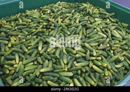 Riesiger Behälter gefüllt mit frisch gepflückten kleinen Gurken Stockfoto