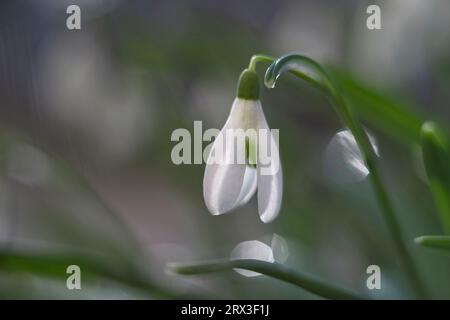Eine Nahaufnahme von blühenden Schneeglöckchen, Moskau, Russland Stockfoto