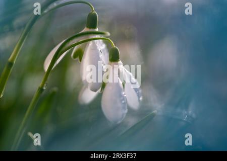Eine Nahaufnahme von blühenden Schneeglöckchen, Moskau, Russland Stockfoto