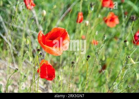 Nahaufnahme von roten Mohnblumen, die im Frühsommer auf einem Feld in Bulgarien an einem sonnigen Tag blühen. Horizontales Bild mit selektivem Fokus Stockfoto