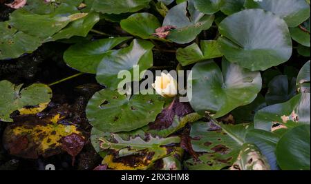 Wunderschöne weiße Blumenlilie auf Wasser Stockfoto