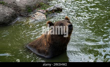 Braunbär sitzt im See und ruht sich aus Stockfoto