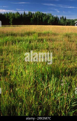 Preserve Meadow, Whitefish, Montana Stockfoto