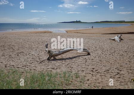 Low Newton, Großbritannien - 13. Juli 2023: Blick auf Dunstanburgh Castle und die Küste von Northumbria, Low Newton by the Sea Stockfoto