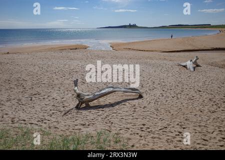 Low Newton, Großbritannien - 13. Juli 2023: Blick auf Dunstanburgh Castle und die Küste von Northumbria, Low Newton by the Sea Stockfoto