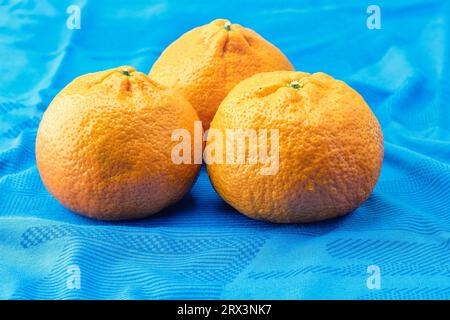 Reife Mandarinen-Zitrusfrüchte mit ihrem leuchtenden Orangeton liegen isoliert auf einem ruhigen blauen Hintergrund und bieten einen Hauch von Farbe und Frische. Stockfoto