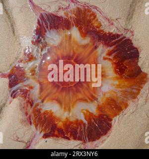 Low Newton, Großbritannien - 13. Juli 2023: Eine Lions-Mane-Qualle, die an einem Strand in Northumberland, England, festsitzt Stockfoto