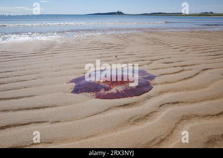 Low Newton, Großbritannien - 13. Juli 2023: Eine Lions-Mane-Qualle, die an einem Strand in Northumberland, England, festsitzt Stockfoto