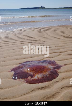 Low Newton, Großbritannien - 13. Juli 2023: Eine Lions-Mane-Qualle, die an einem Strand in Northumberland, England, festsitzt Stockfoto