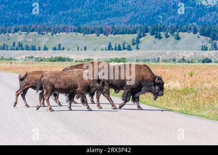 American Bison in Antelope Flats im Tal unterhalb der Grand Tetons Mountain Range im Grand Tetons National Park in Wyoming. Stockfoto