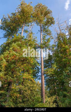 Riesige Redwood-Bäume im Gualala Arts Center in Gualala, Kalifornien, einer Küstengemeinde entlang der California State Road 1 an der nördlichen pazifikküste Stockfoto