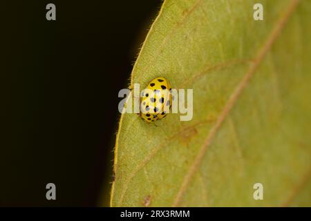 Psyllobora vigintiduopunctata Familie Coccinellidae Gattung Psyllobora 22-Punkt Marienkäfer wilde Natur Insektentapete, Fotografie, Bild Stockfoto