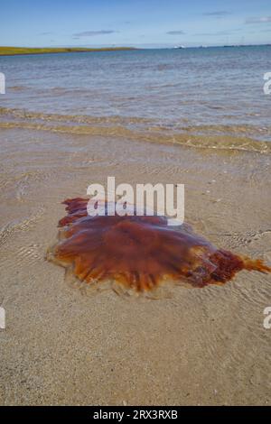 Low Newton, Großbritannien - 13. Juli 2023: Eine Lions-Mane-Qualle, die an einem Strand in Northumberland, England, festsitzt Stockfoto