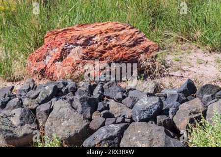 Versteinerte Stämme im Crystal Forest Area des Petrified Forest National Park in Arizona. Mehr als 200 Millionen Jahre alt. Stockfoto