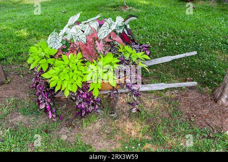 Schubkarren-Pflanzmaschine im Blumen- und Gemüsegarten in Madison, MS. Stockfoto