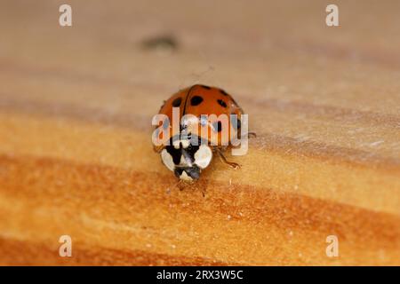 Harmonia axyridis Familie Coccinellidae Gattung Harmonia asiatischer Marienkäfer wilde Natur Insektentapete, Bild, Fotografie Stockfoto